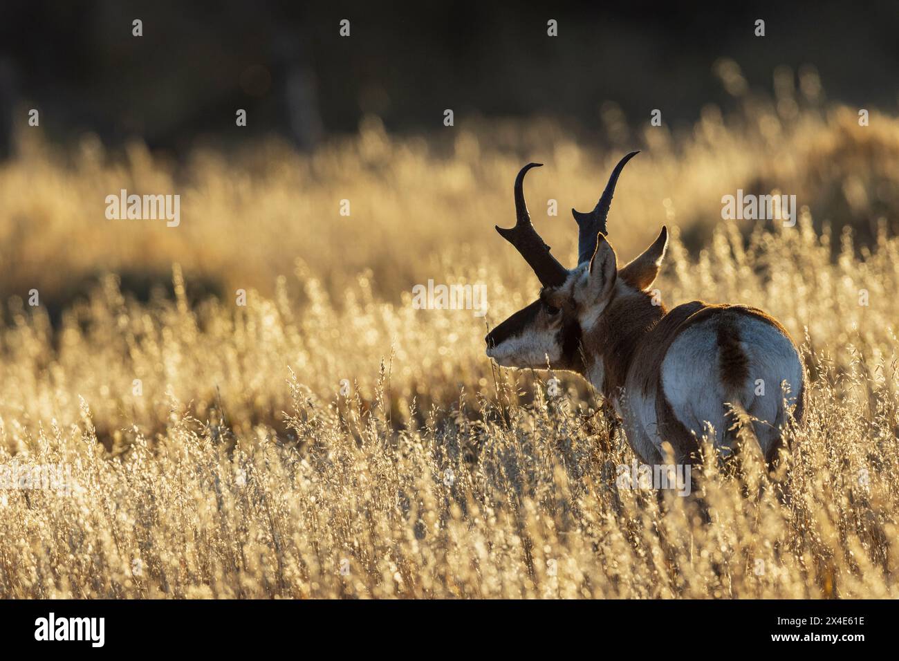 Profumo Pronghorn buck, retroilluminazione nel tardo pomeriggio, Stati Uniti, Wyoming Foto Stock