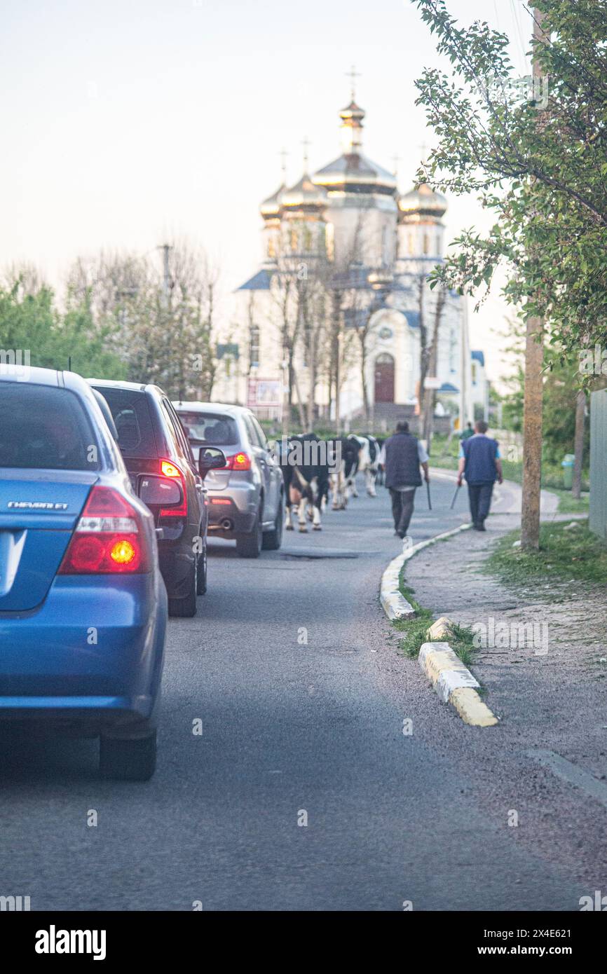 I pastori ucraini guidano le loro mucche lungo la strada di Luka, regione di Kiev. Gli animali aggraziati rallentano il traffico, passando tranquillamente dalla chiesa. Foto Stock