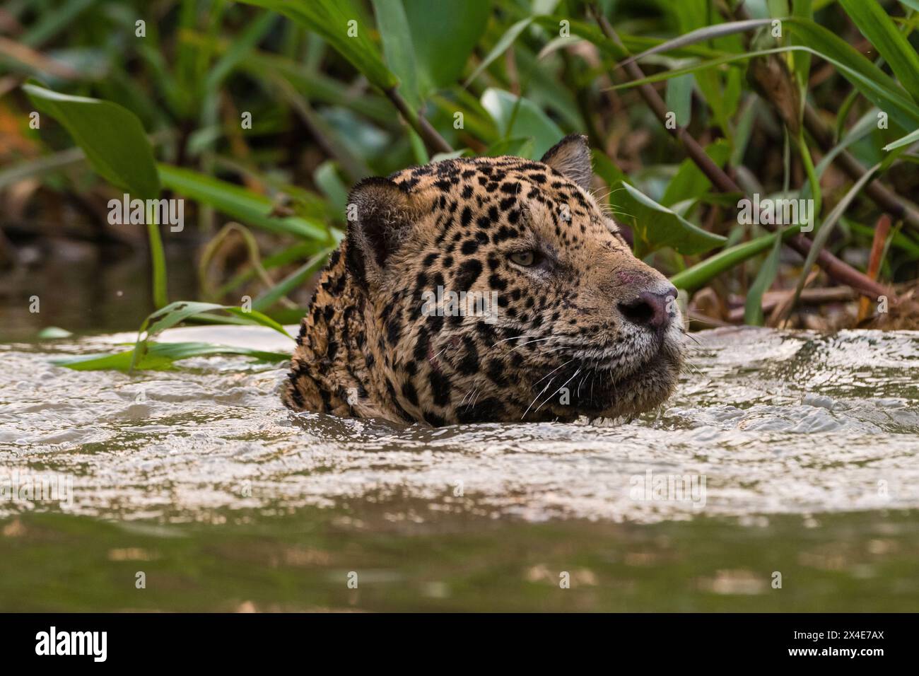 Un giaguaro, Panthera onca, nuoto nel fiume. Pantanal, Mato Grosso, Brasile Foto Stock