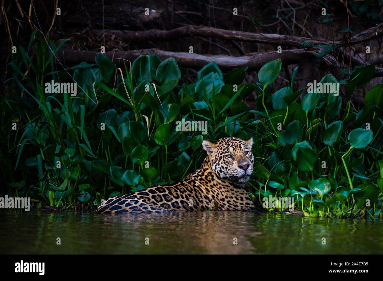 Una jaguar che si raffredda nell'acqua, Pantanal, Mato grosso, Brasile. Le temperature nella foresta di Pantanal sono molto calde e umide. Per raffreddarsi, la j Foto Stock