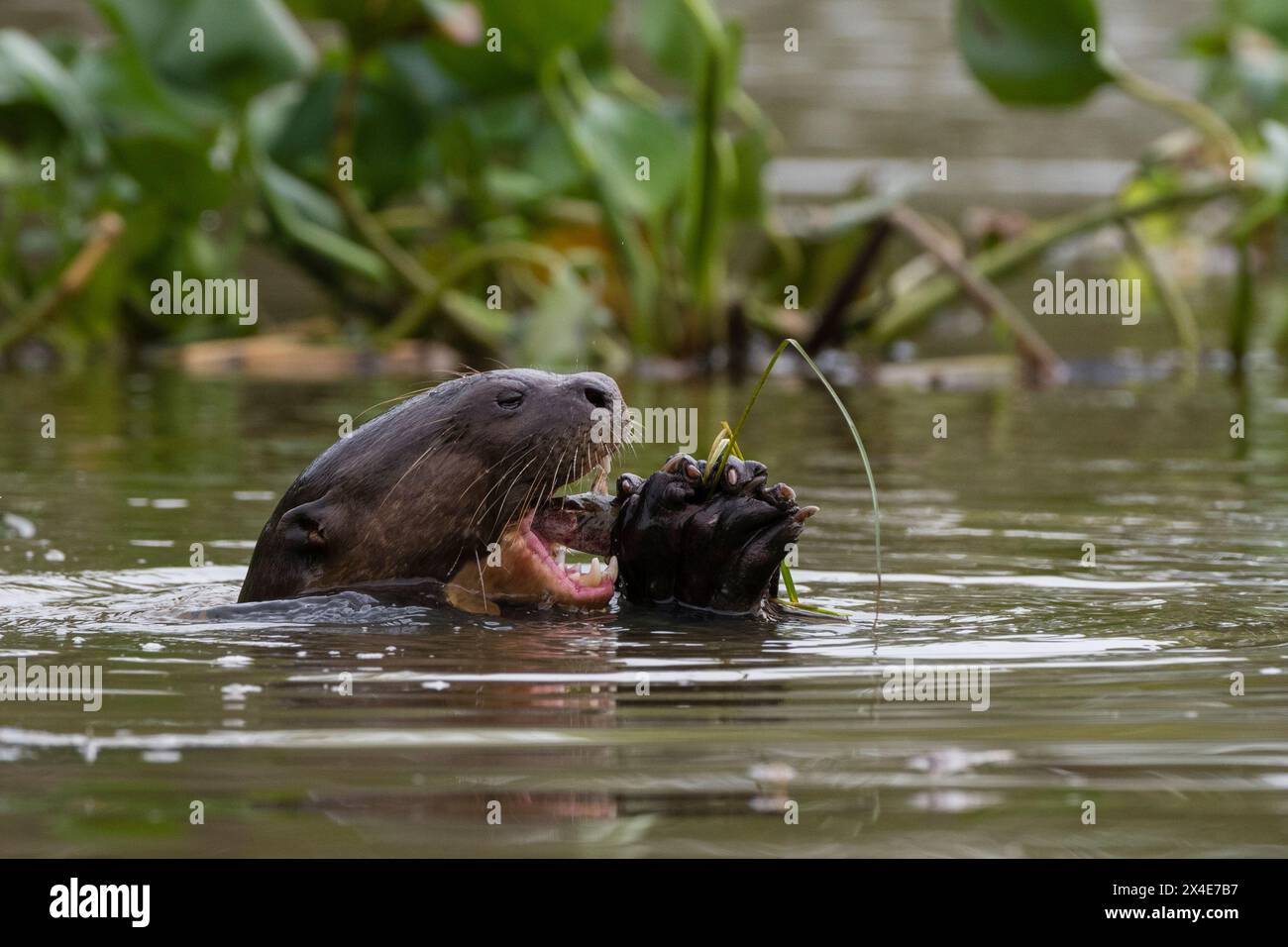 Una lontra gigante, Pteronura brasiliensis, mangiare un pesce. Pantanal, Mato Grosso, Brasile Foto Stock
