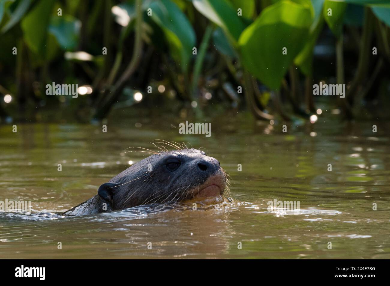 Una lontra gigante, Pteronura brasiliensis, nuoto. Pantanal, Mato Grosso, Brasile Foto Stock