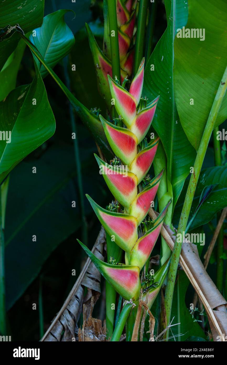 Primo piano di un fiore di heliconia. Parco nazionale del Corcovado, penisola di osa, Costa Rica. Foto Stock