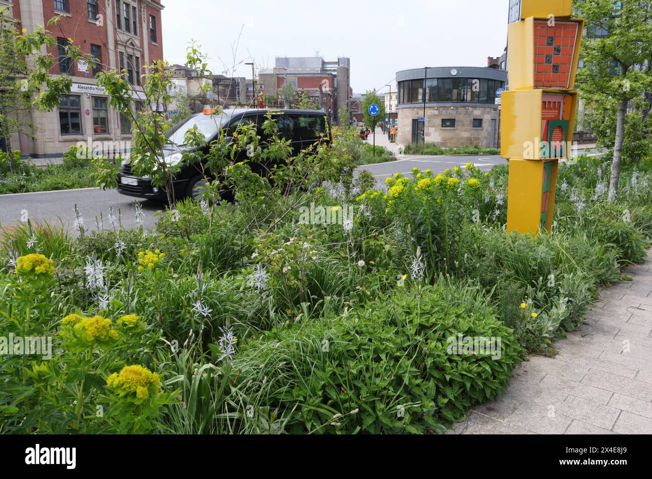 Castlegate Grey to Green Park Sheffield City Center Inghilterra Regno Unito, vegetazione interna della città piante da giardino pubblico ambiente urbano sostenibilità biodiversità Foto Stock