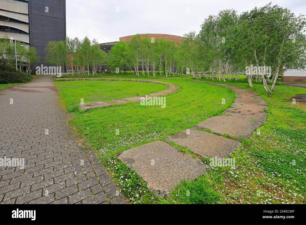 La piantagione ornamentale di betulle argentate e il design semicircolare in pietra in erba, Cardiff Bay. Maggio 2024 Foto Stock