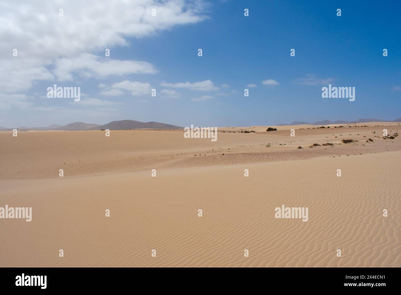 Dune di sabbia a Corralejo, Fuerteventura, Isole Canarie, Spagna. Sabbia o deserto contro cielo blu Foto Stock
