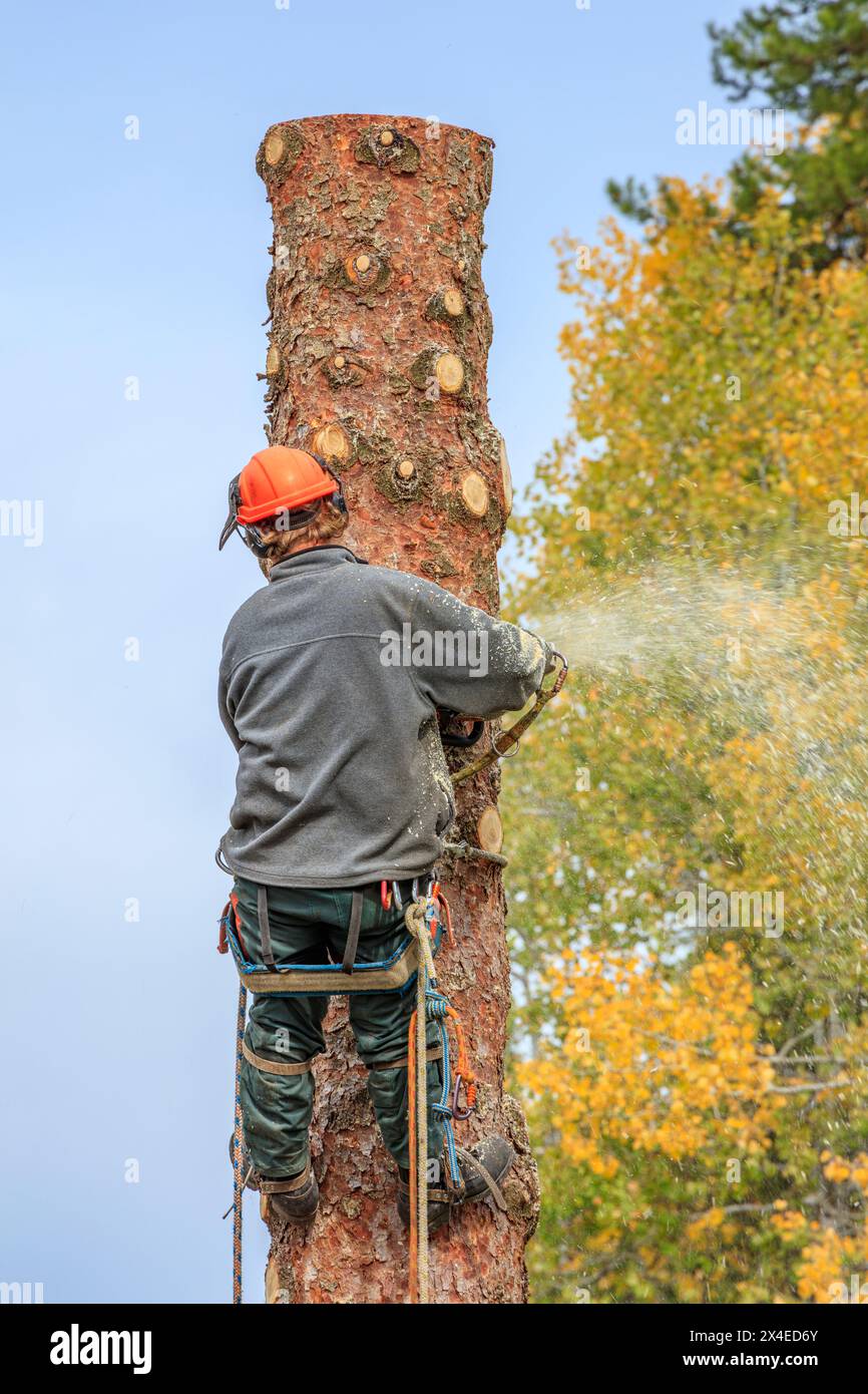 Un arborista con una fune di sicurezza e speroni da arrampicata utilizza una motosega per tagliare in sicurezza un albero sempreverde in blocchi. Foto Stock