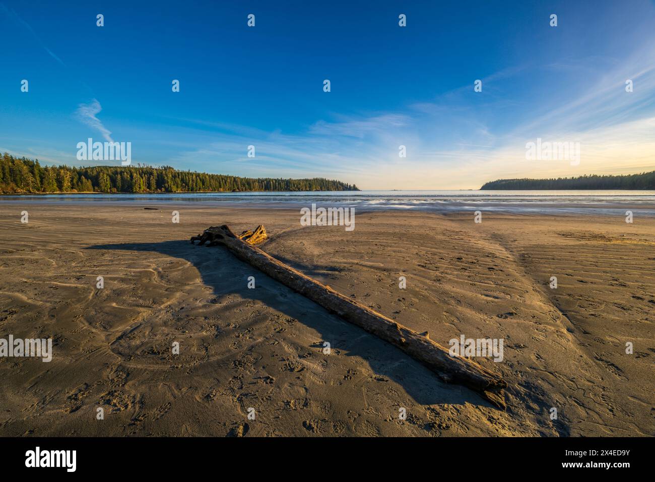 Un tronco di mare sulla spiaggia con la bassa marea, Pachena Bay. Foto Stock