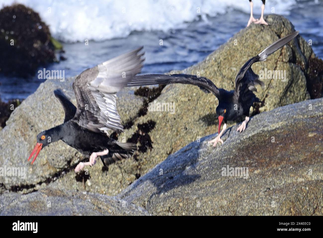 Pacific Grove, California, Stati Uniti. 2 maggio 2024. Oystercatcher (Haematopus bachmani) nella disputa territoriale (Credit Image: © Rory Merry/ZUMA Press Wire) SOLO PER USO EDITORIALE! Non per USO commerciale! Foto Stock