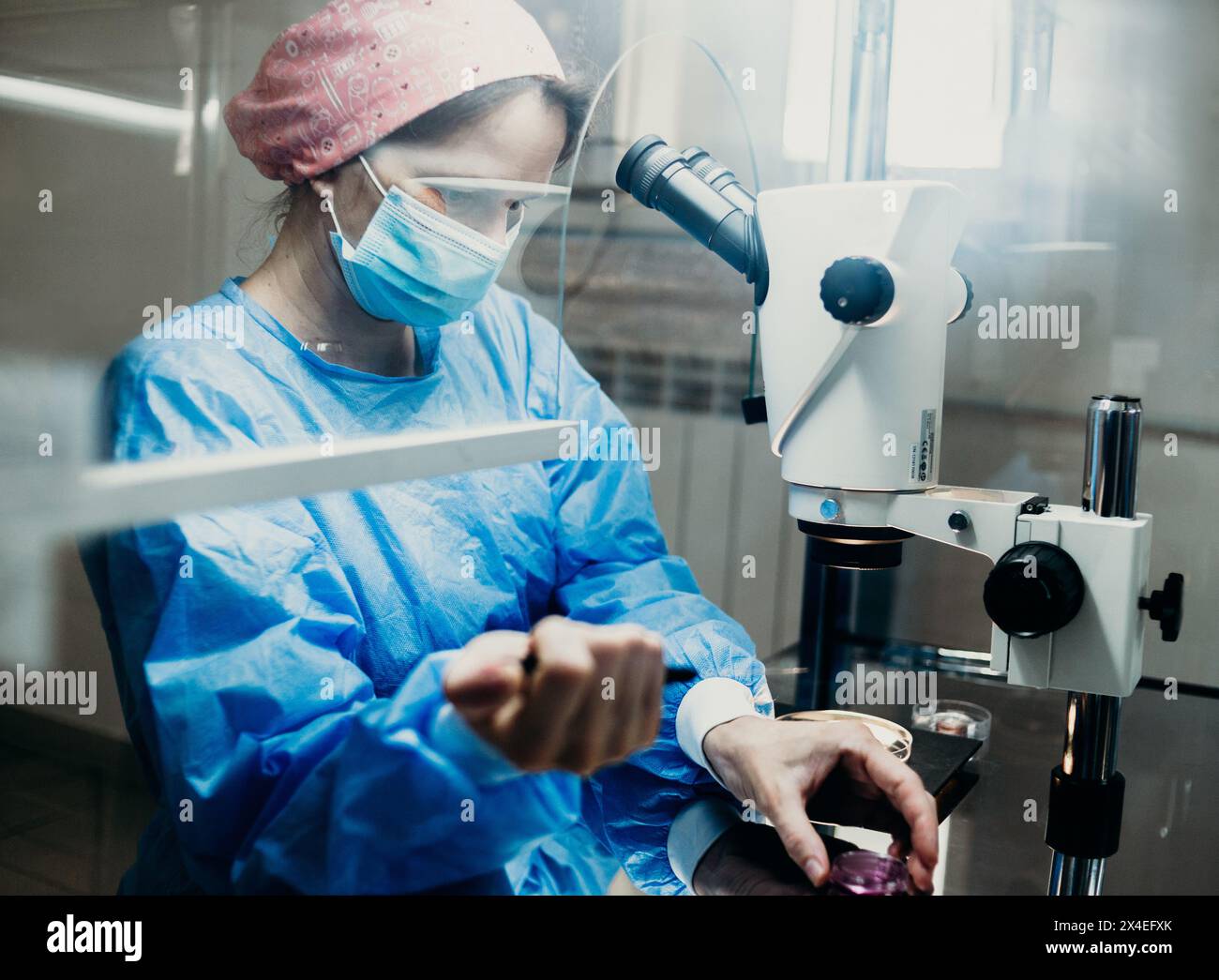 l'assistente di laboratorio guarda gli embrioni attraverso un microscopio Foto Stock