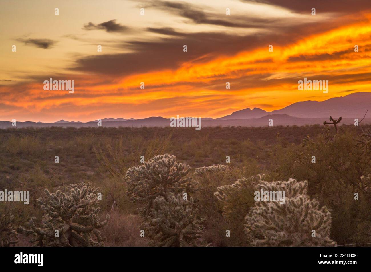 USA, Arizona, Santa Rita Mountains. Tramonto sulle montagne e sul paesaggio desertico. Foto Stock