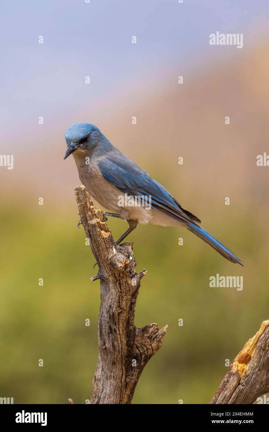 Messicano Jay, Pima County, Arizona. Foto Stock