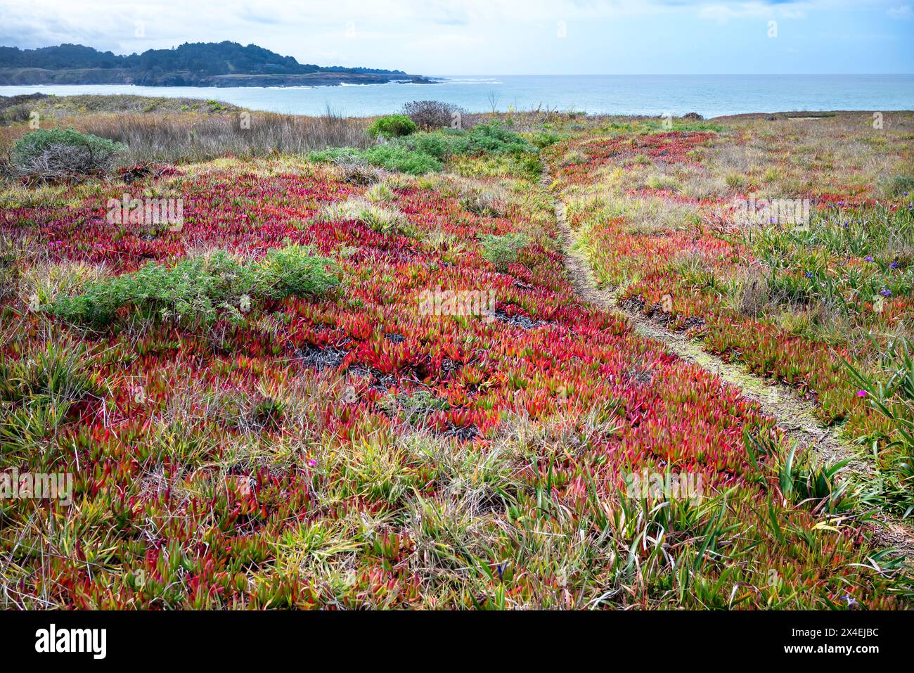 Stati Uniti, California. Percorso attraverso il Mendocino Headlands State Park. Foto Stock