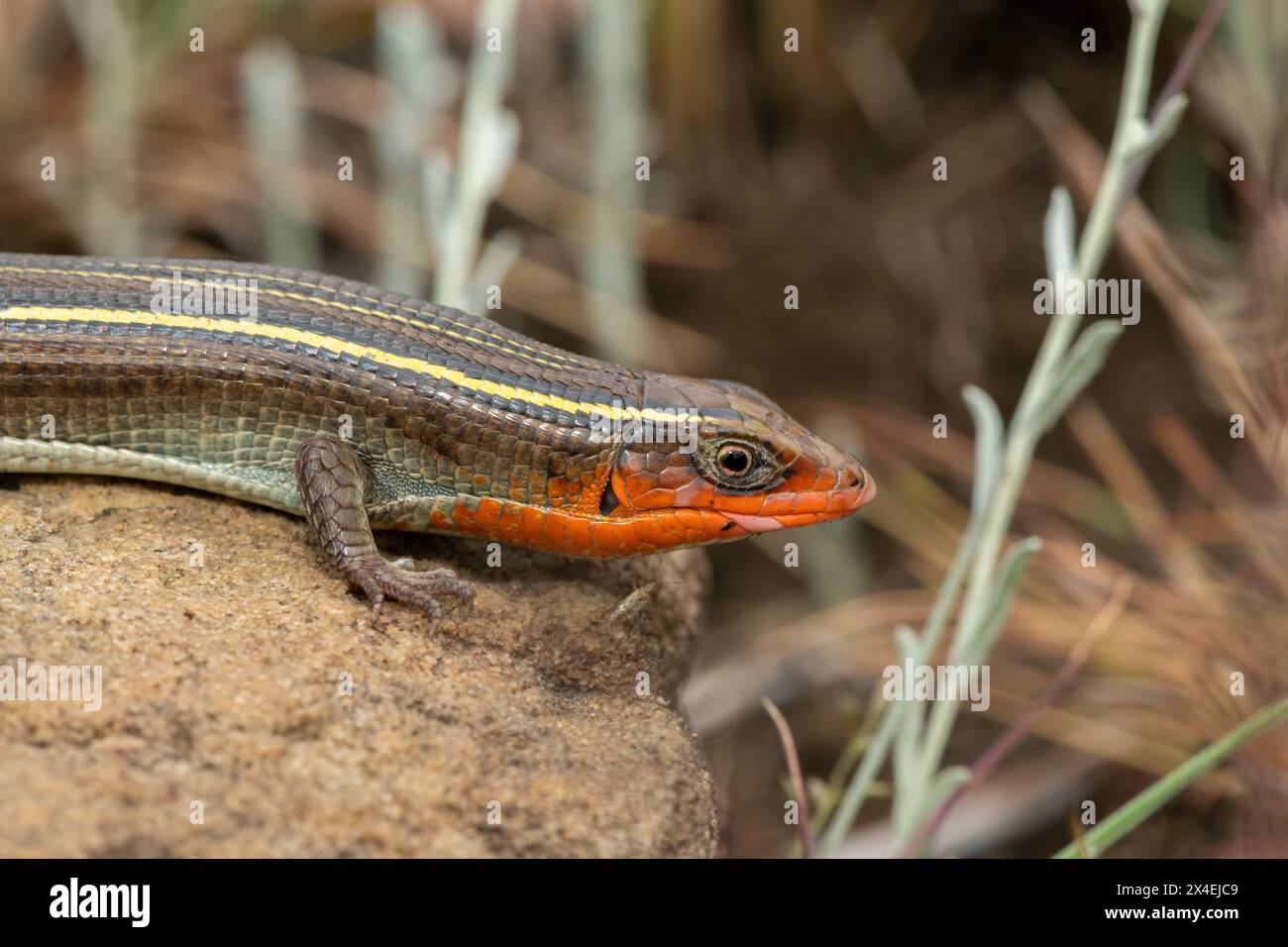 Una bellissima lucertola placcata in gola gialla (Gerrhosaurus flavigularis) in una prateria nella catena montuosa di Drakensberg, Sudafrica Foto Stock