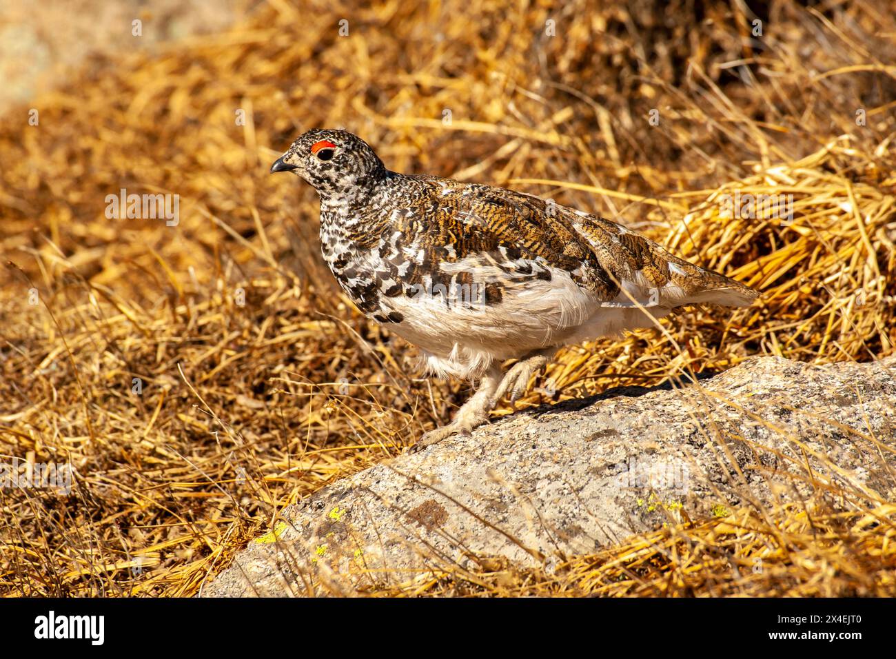 Stati Uniti, Colorado, Mt. Evans. Piumaggio mutevole di uccello ptarmigan dalla coda bianca. Foto Stock