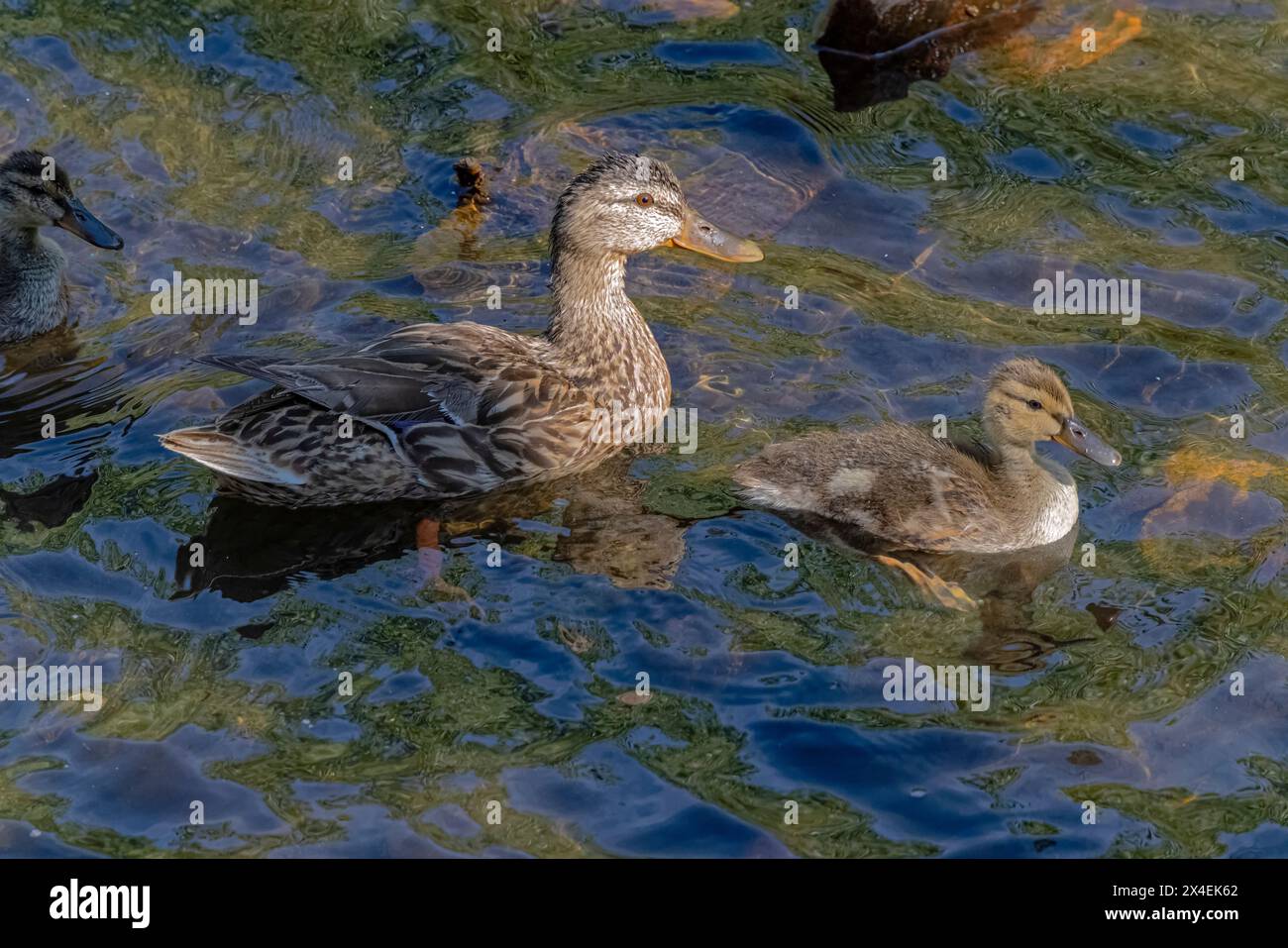 USA, Colorado, Fort Collins. Anatra al germoglio e anatra nel ruscello. Foto Stock