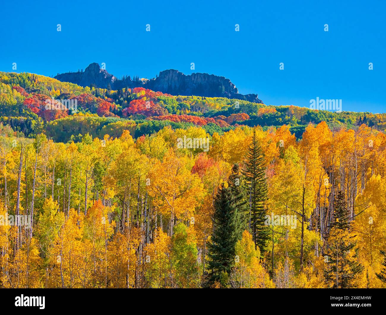 USA, Colorado, passo di Kebler. Colori brillanti di Aspens autunnali sul passo di Kebler Foto Stock