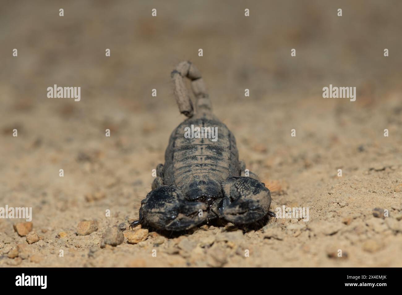 Un meraviglioso Drakensberg Creeper (Opisthacanthus validus) in una fredda serata invernale nella natura selvaggia Foto Stock