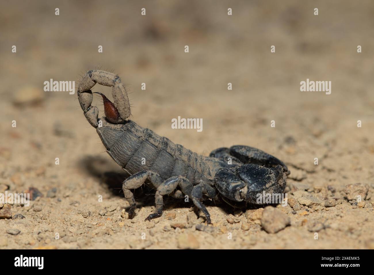 Un meraviglioso Drakensberg Creeper (Opisthacanthus validus) in una fredda serata invernale nella natura selvaggia Foto Stock