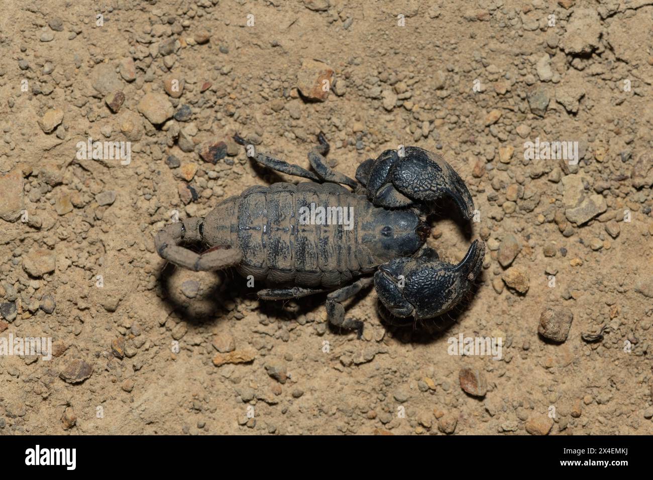 Un meraviglioso Drakensberg Creeper (Opisthacanthus validus) in una fredda serata invernale nella natura selvaggia Foto Stock