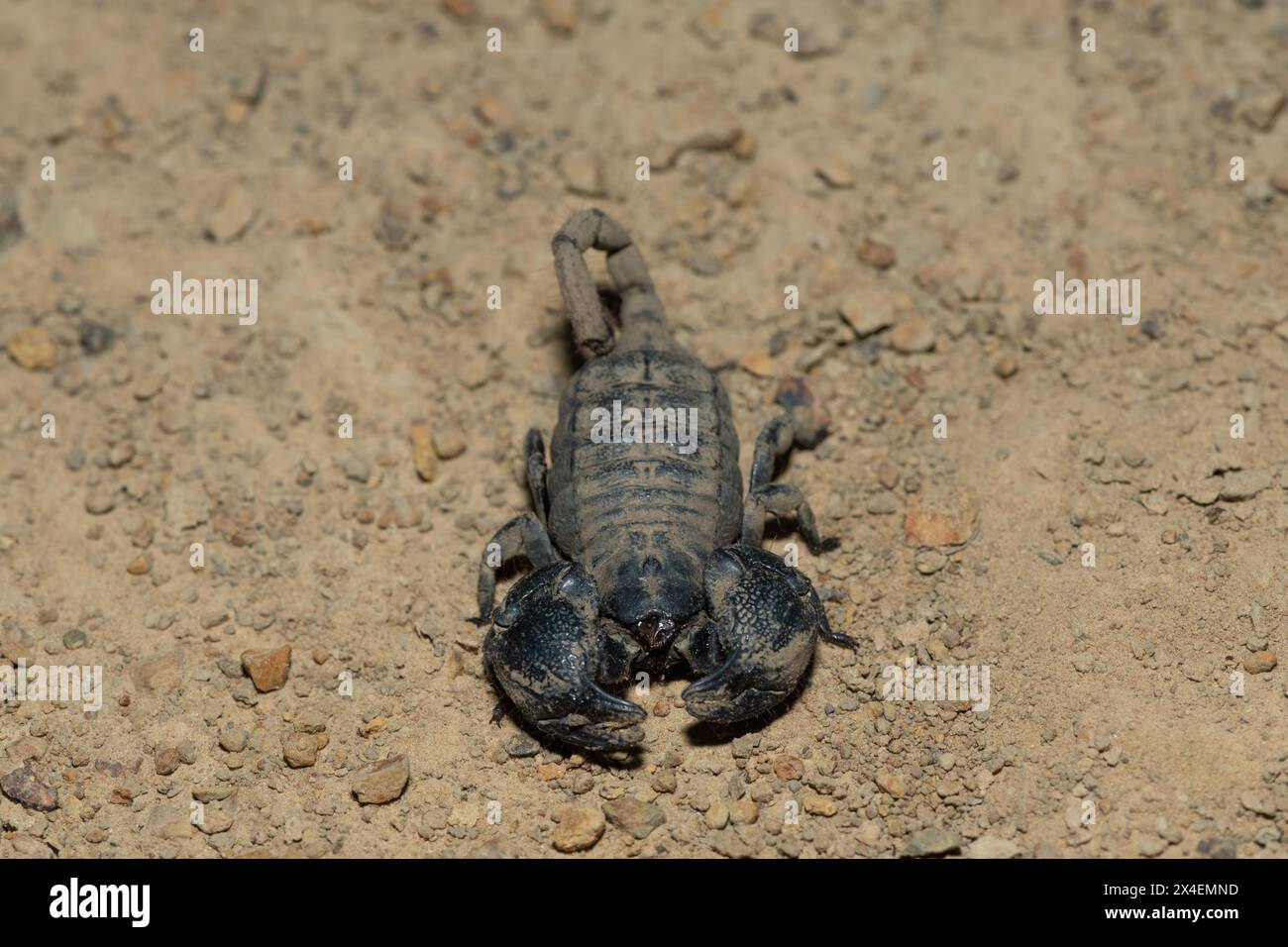 Un meraviglioso Drakensberg Creeper (Opisthacanthus validus) in una fredda serata invernale nella natura selvaggia Foto Stock