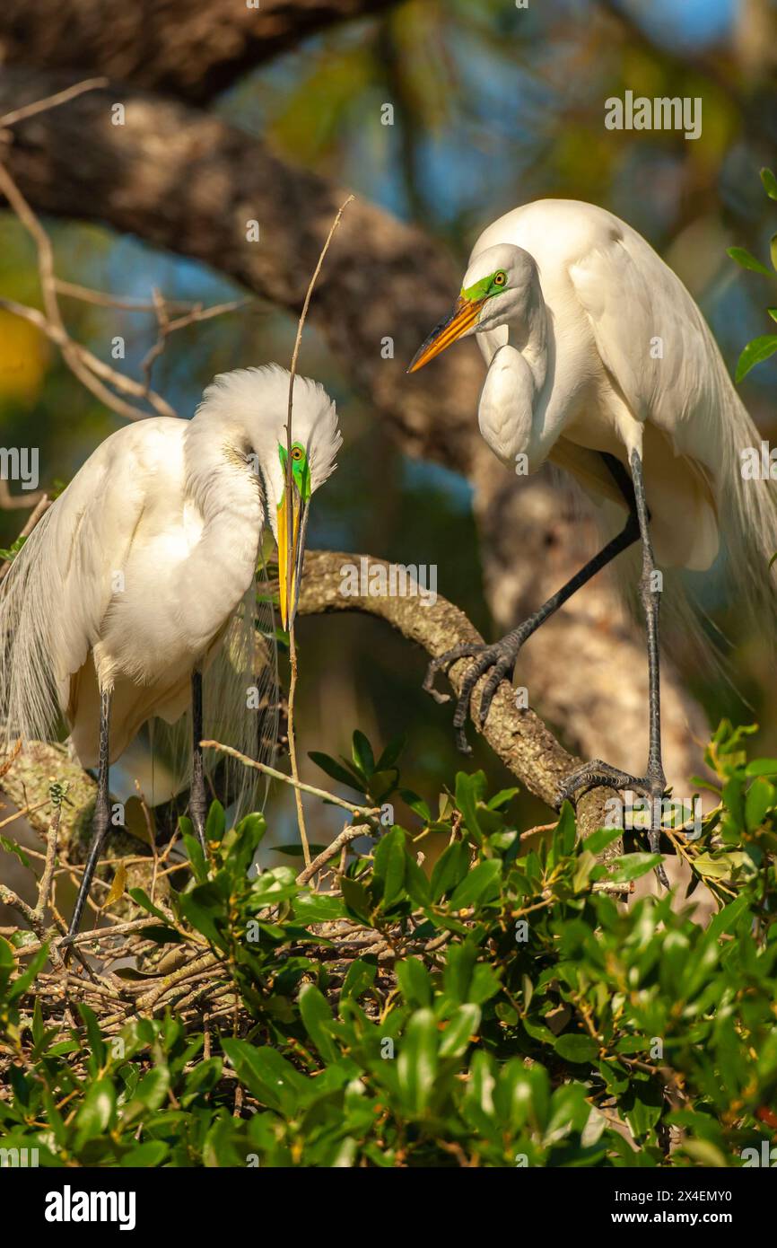 USA, Florida, Anastasia Island. Grandi egrette che costruiscono nidi nell'albero. Foto Stock