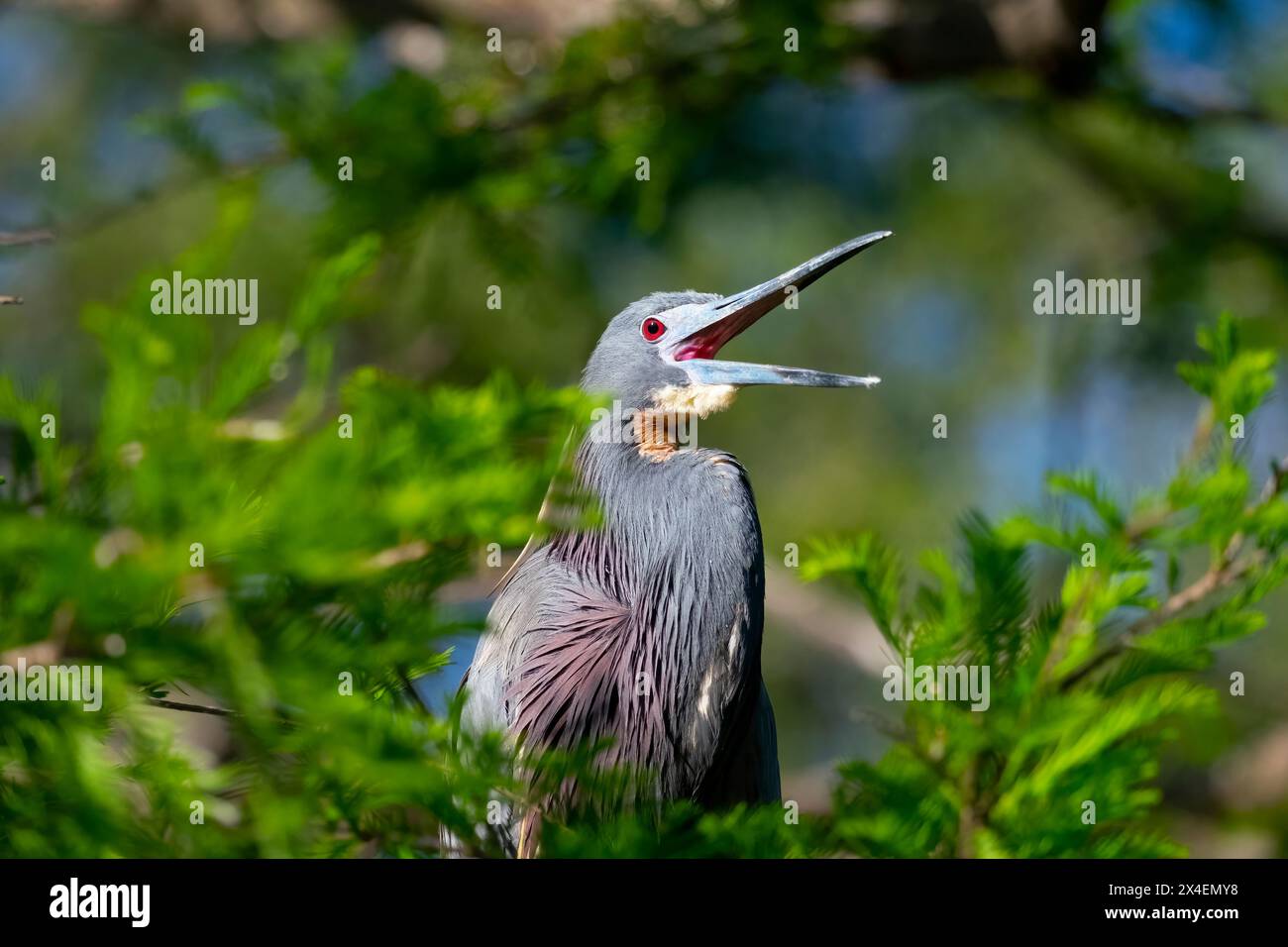 USA, Florida, St. Augustine. Un piccolo airone blu è molto vocale. Foto Stock