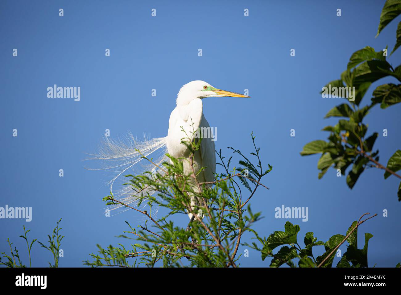 USA, Florida, St. Augustine. Egret con piumaggio da riproduzione. Foto Stock