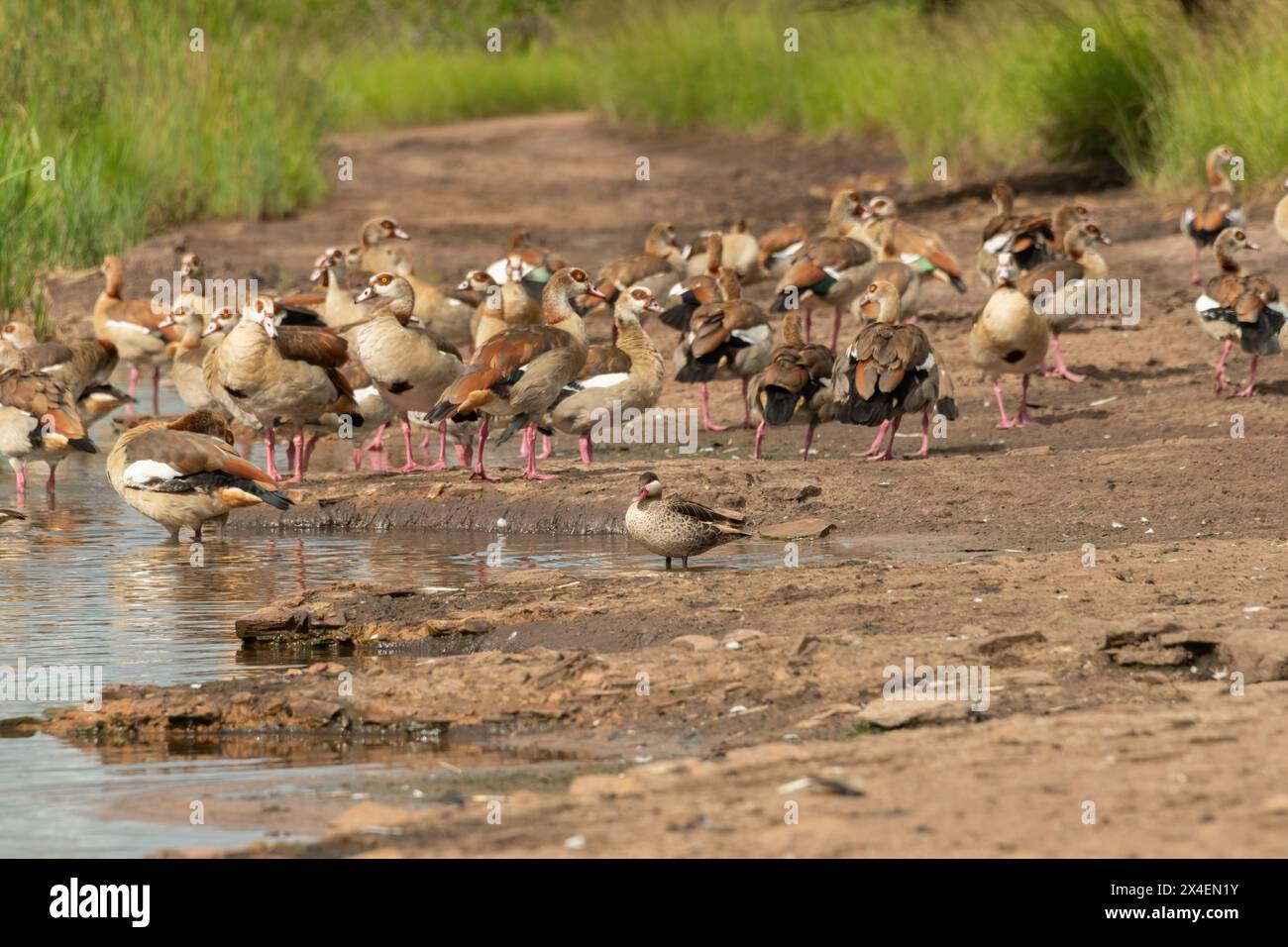 Un grazioso tè dal becco rosso (Anas erythrorhyncha) che nuota tra le oche egiziane (Alopochen aegyptiaca) Foto Stock