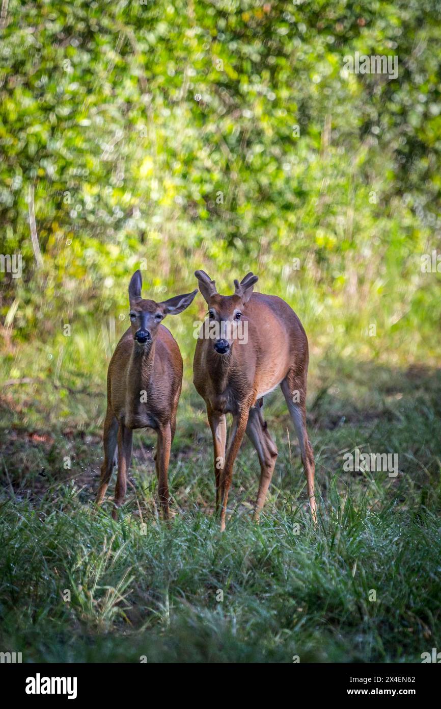 Florida. Un buck e un doe dalla coda bianca si guardano subito dopo l'accoppiamento. Foto Stock