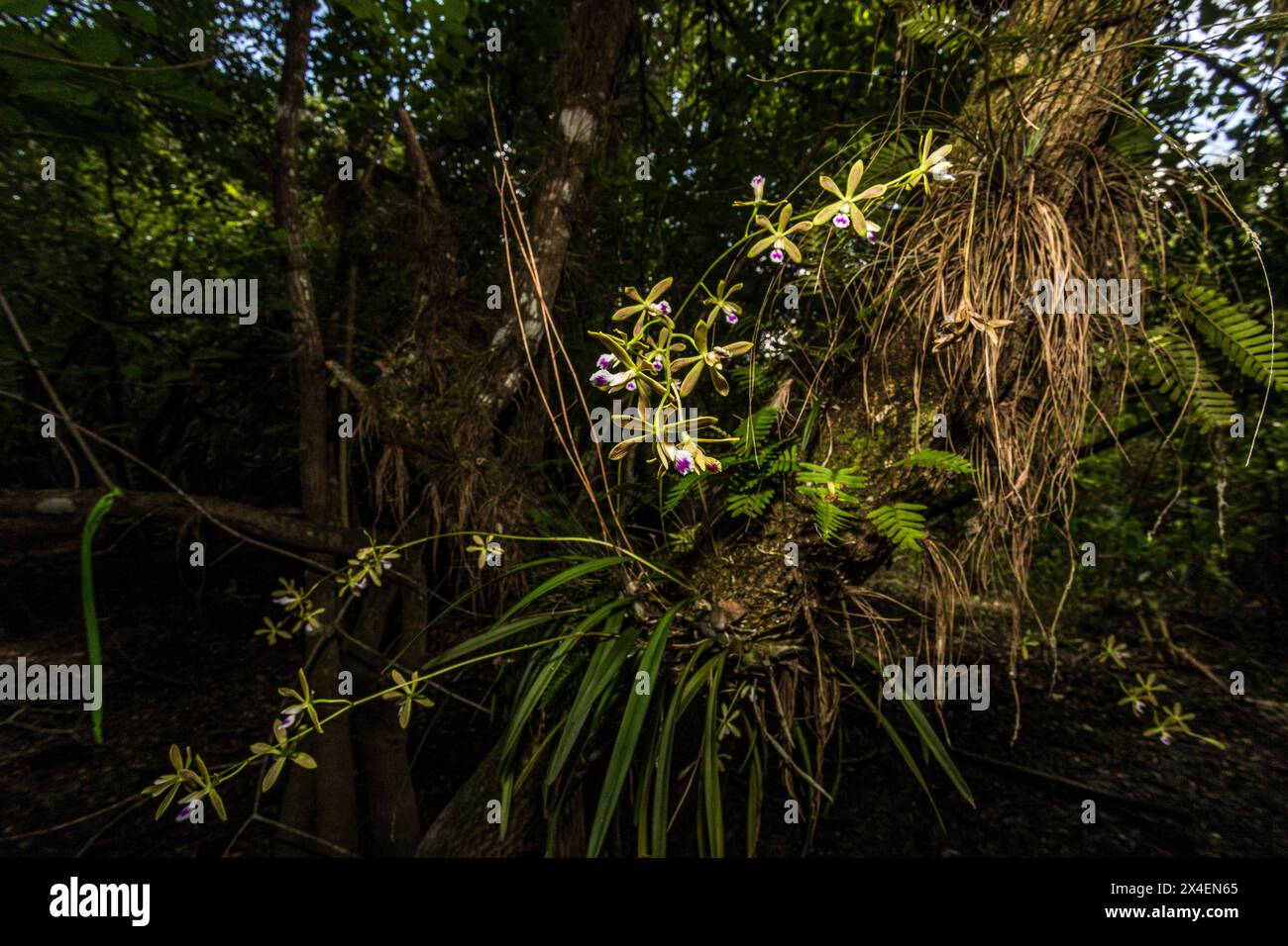 Un'orchidea di farfalle epifitica cresce su un albero nel sud della Florida. Foto Stock