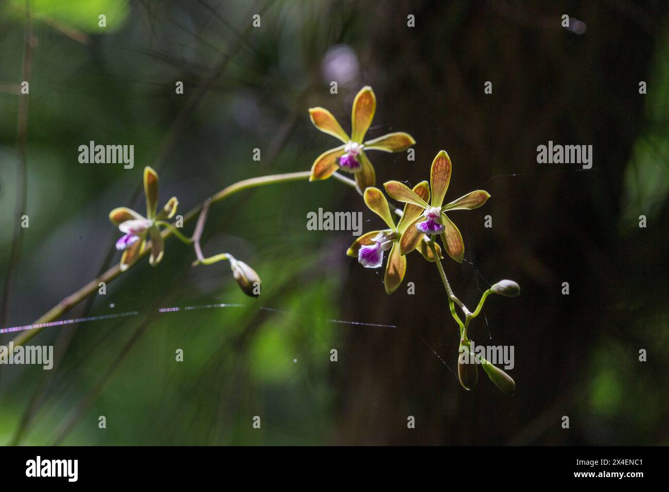 Un'orchidea di farfalle epifitica cresce su un albero nel sud della Florida. Foto Stock