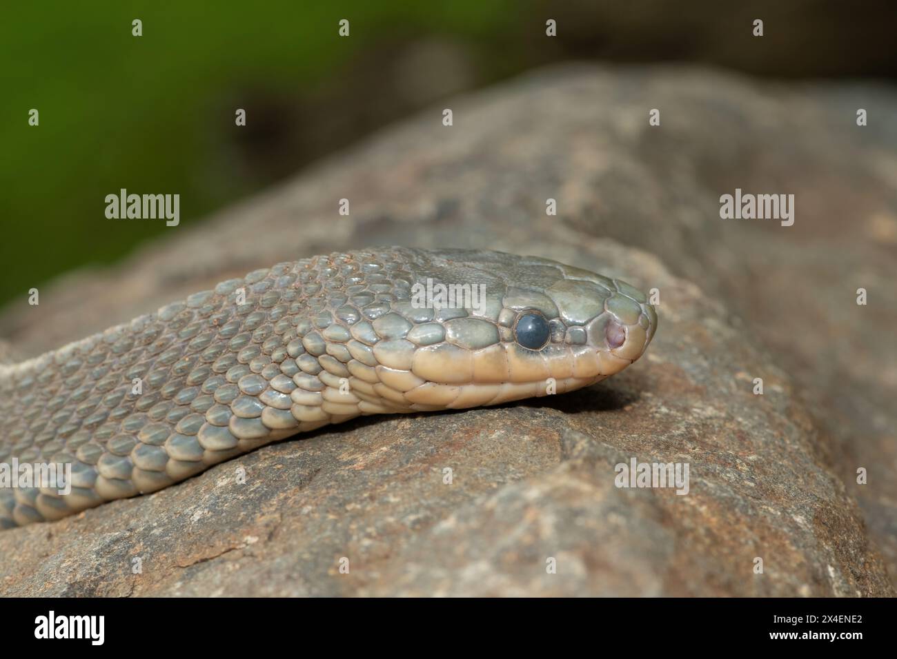 Un serpente selvaggio di file del Capo (Limaformosa capensis), noto anche come serpente comune, si arricciò su una roccia durante il tardo pomeriggio estivo Foto Stock