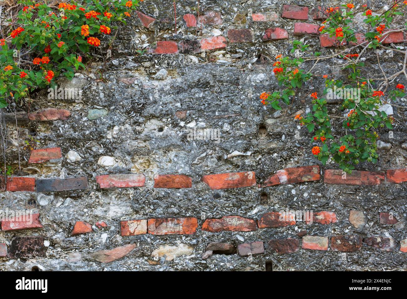 Stati Uniti, Georgia, Darien. Tabby rovine di un vecchio muro di magazzino. Foto Stock