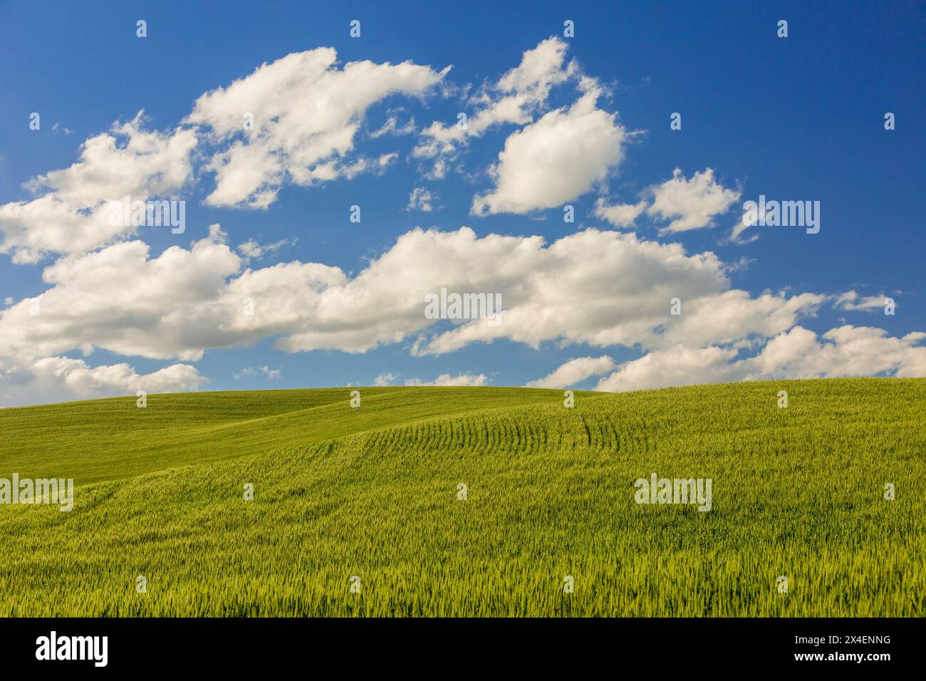 USA, Idaho, Potlatch. Campi di grano verde con contrassegni del trattore. Cieli blu. Nuvole soffici bianche. Foto Stock