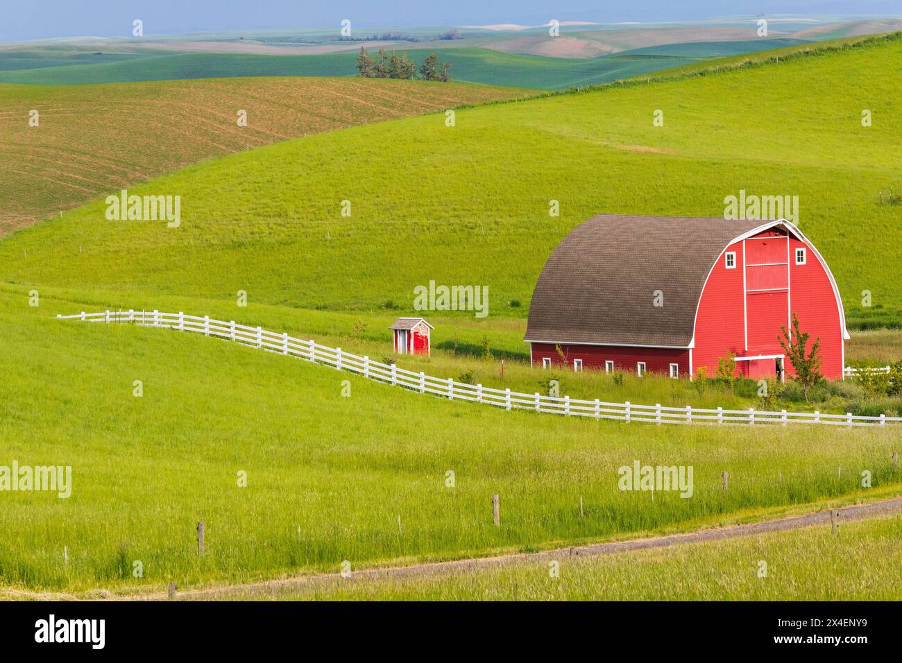 USA, Idaho, Mosca. Red Barn e campi di grano verde. (Solo per uso editoriale) Foto Stock