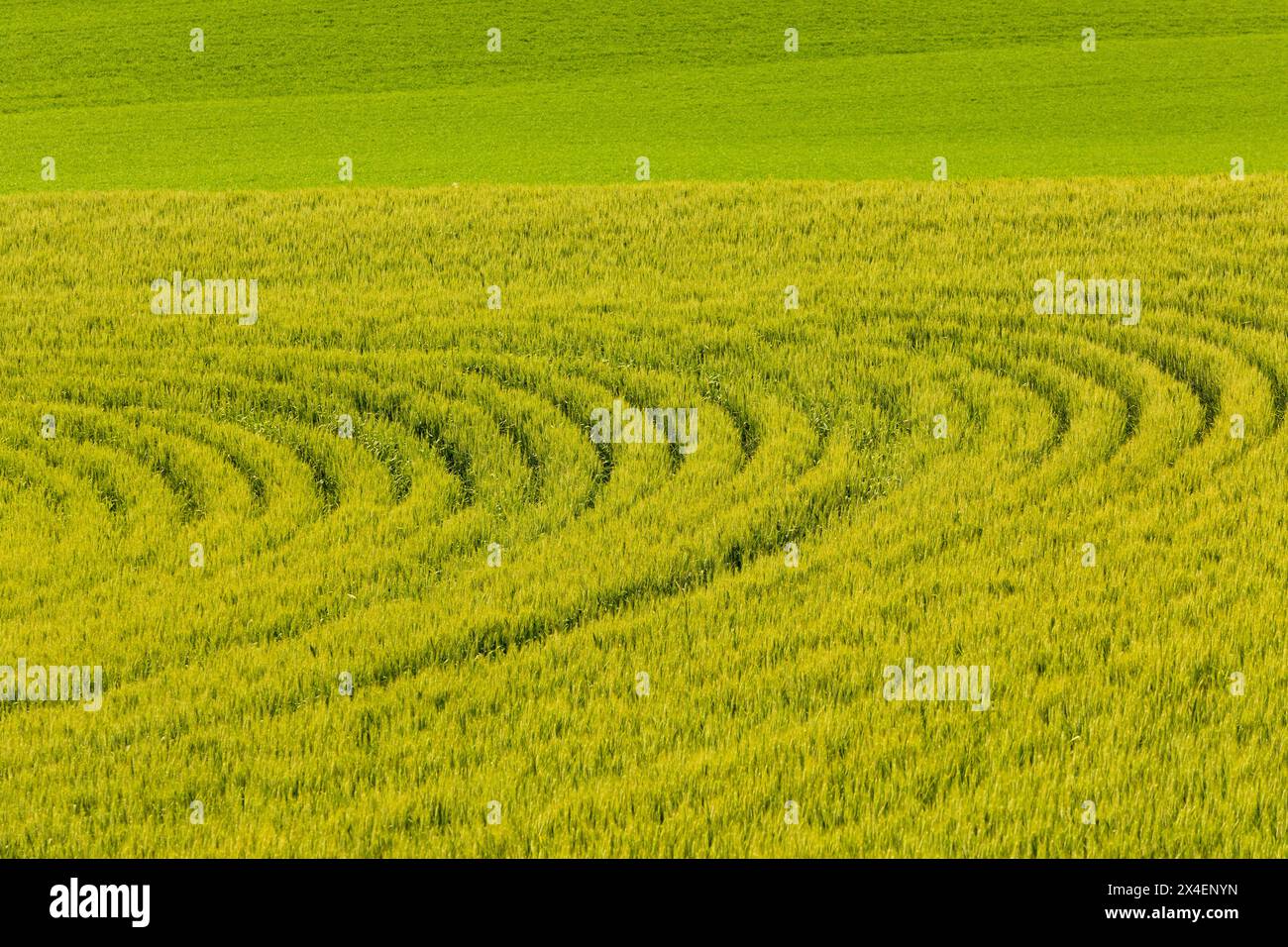 USA, Idaho, Genesee. Campi di grano verde. Tracce del trattore. Foto Stock