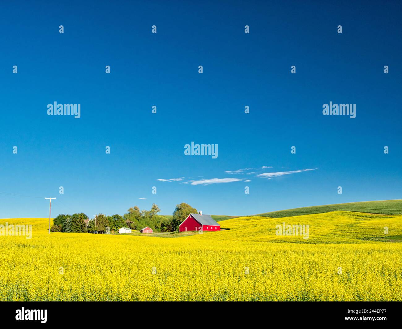 USA, Idaho, regione di Palouse. Vecchio fienile rosso in campo di canola fresca (solo per uso editoriale) Foto Stock