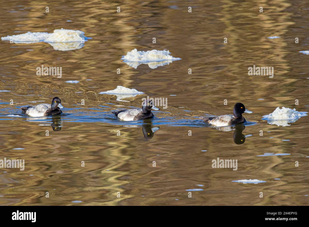 Uomini di Scaup minori che nuotano in acqua in inverno, nella contea di Clinton, Illinois. Foto Stock Uomini di Scaup minori che nuotano in acqua in inverno, nella contea di Clinton, Illinois. Foto Stock