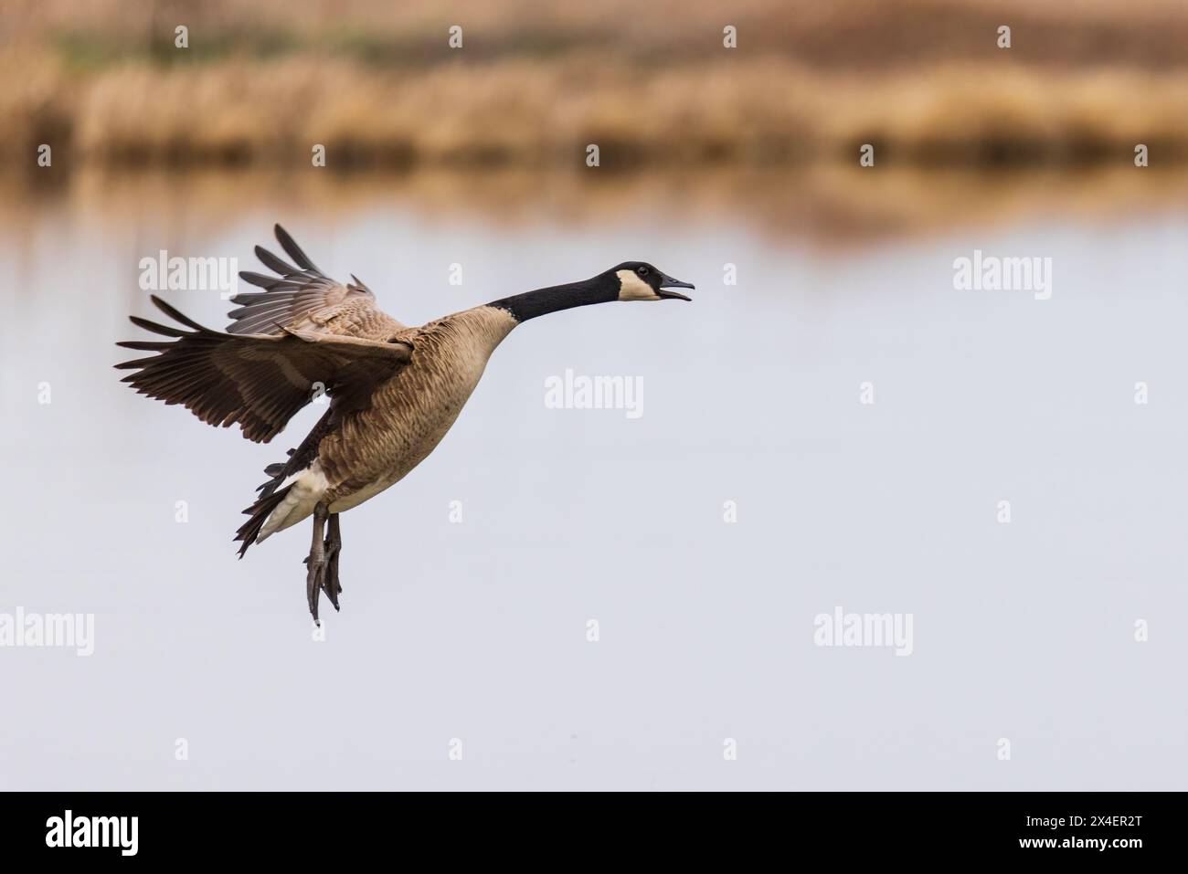 Canada Goose sbarco nella zona umida, Marion County, Illinois. Foto Stock