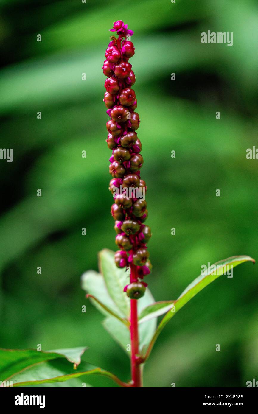 Phytolacca icosandra (pokeweed, pokeweed tropicale, venti stami, bayam hutan). È usato per trattare disturbi medicinali non specificati Foto Stock