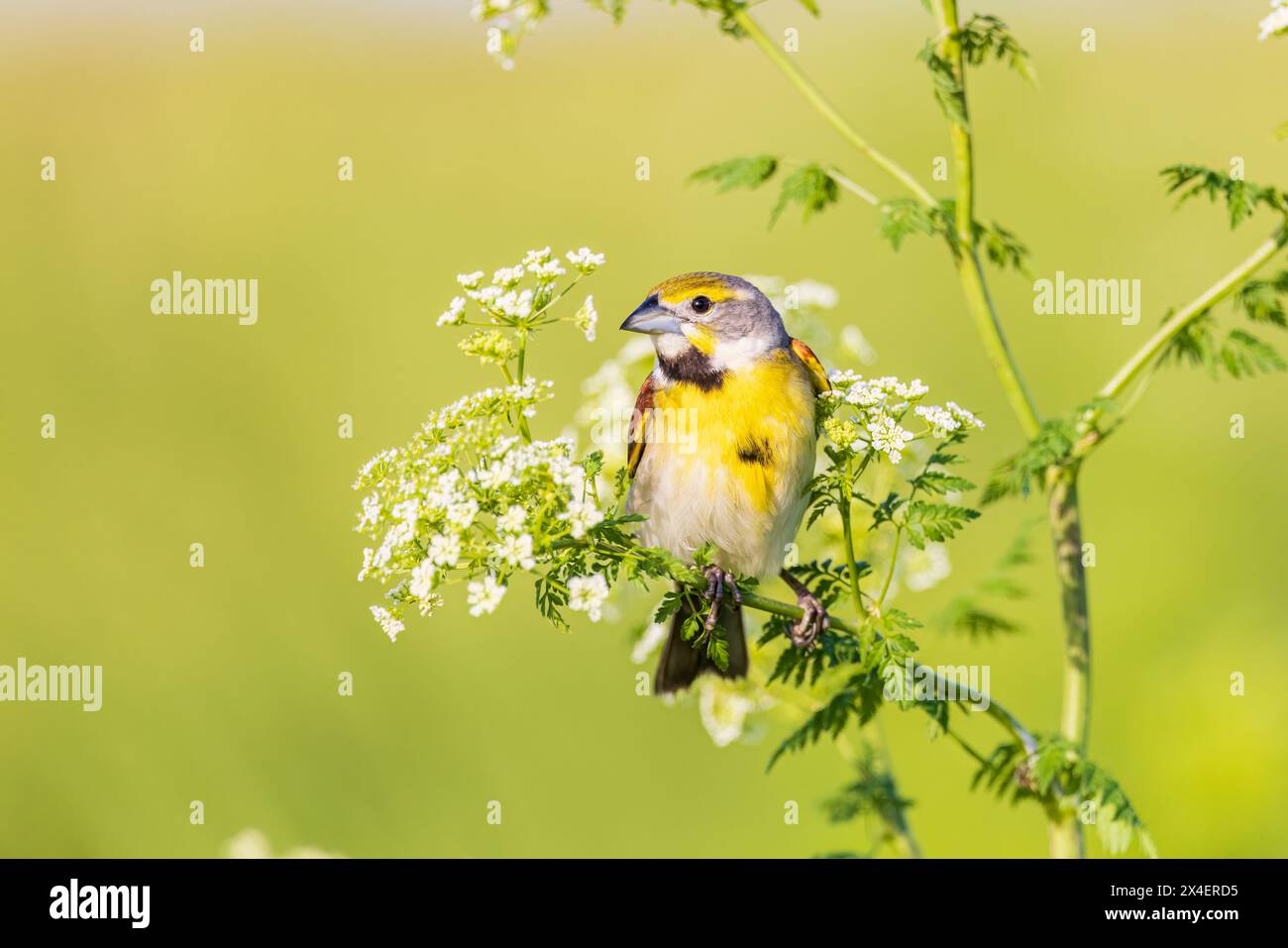 Dickcissel maschio su Poison Hemlock, Marion County, Illinois. Foto Stock