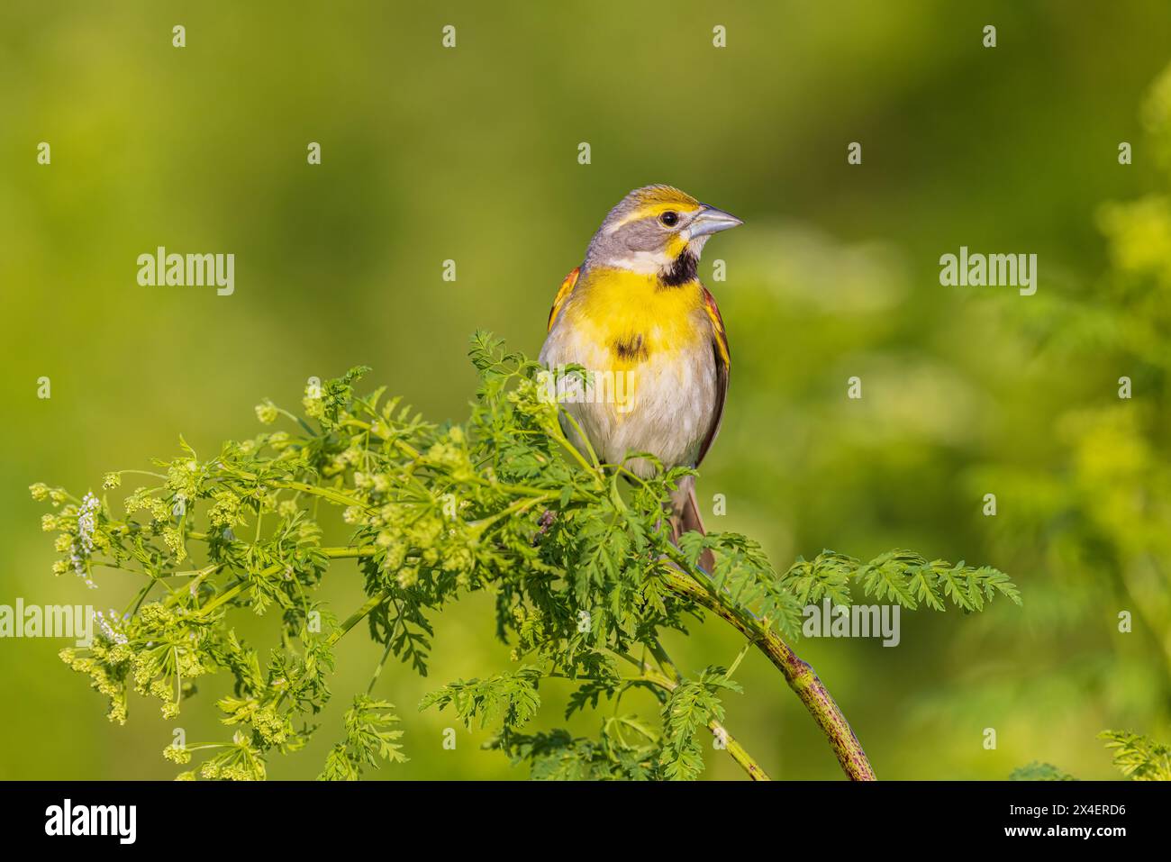 Dickcissel maschio su Poison Hemlock, Marion County, Illinois. Foto Stock