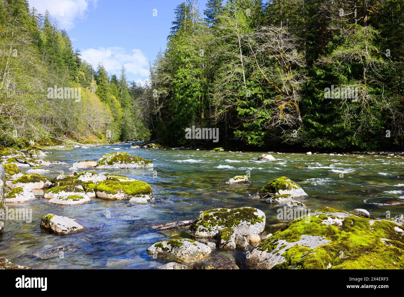 Il panoramico fiume North Fork Skykomish scorre tra alberi boschivi con grandi massi nell'acqua della catena montuosa Cascade del Nord-ovest Pacifico Foto Stock
