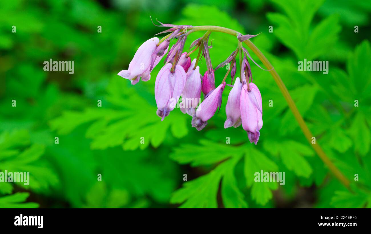 Gruppo di rosa Pacific sanguinante cuore Dicentra formosa fiori selvatici appesi davanti a foglie verdi di pianta in primavera Foto Stock