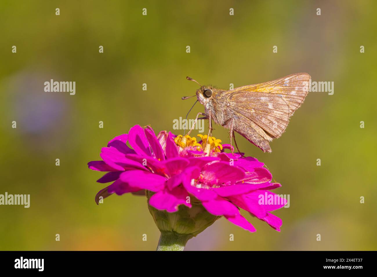 Sachem skipper femmina a Zinnia, Marion County, Illinois. Foto Stock