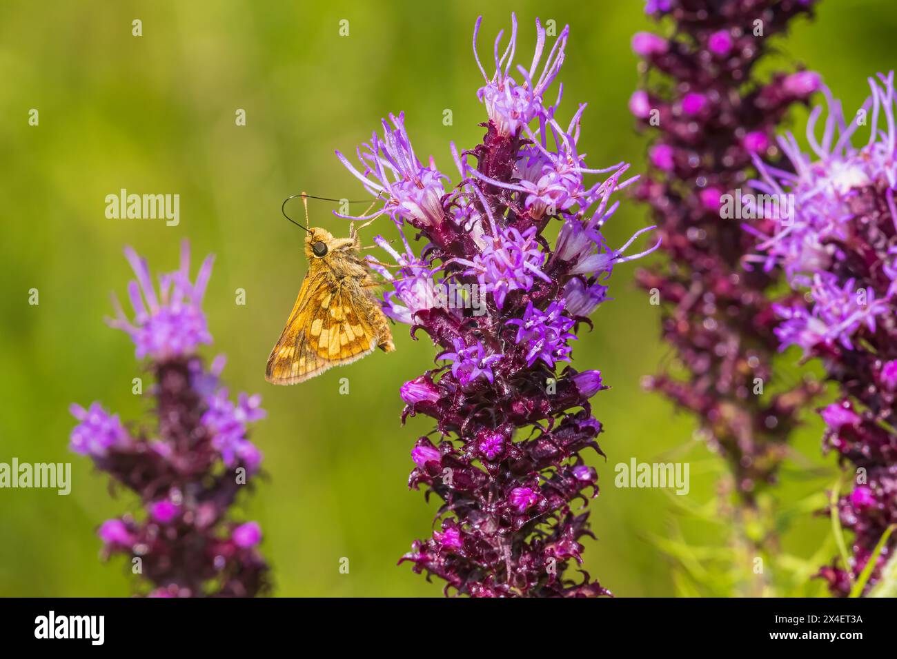 Peck's Skipper su Prairie Blazing Star, Marion County, Illinois. (Solo per uso editoriale) Foto Stock