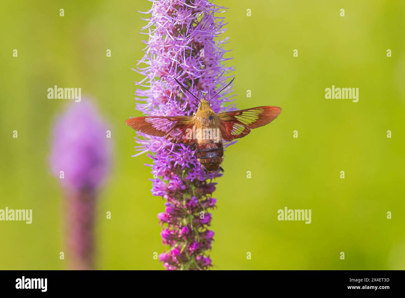 Hummingbird Clearwing falena a Prairie Blazing Star, Effingham County, Illinois Foto Stock