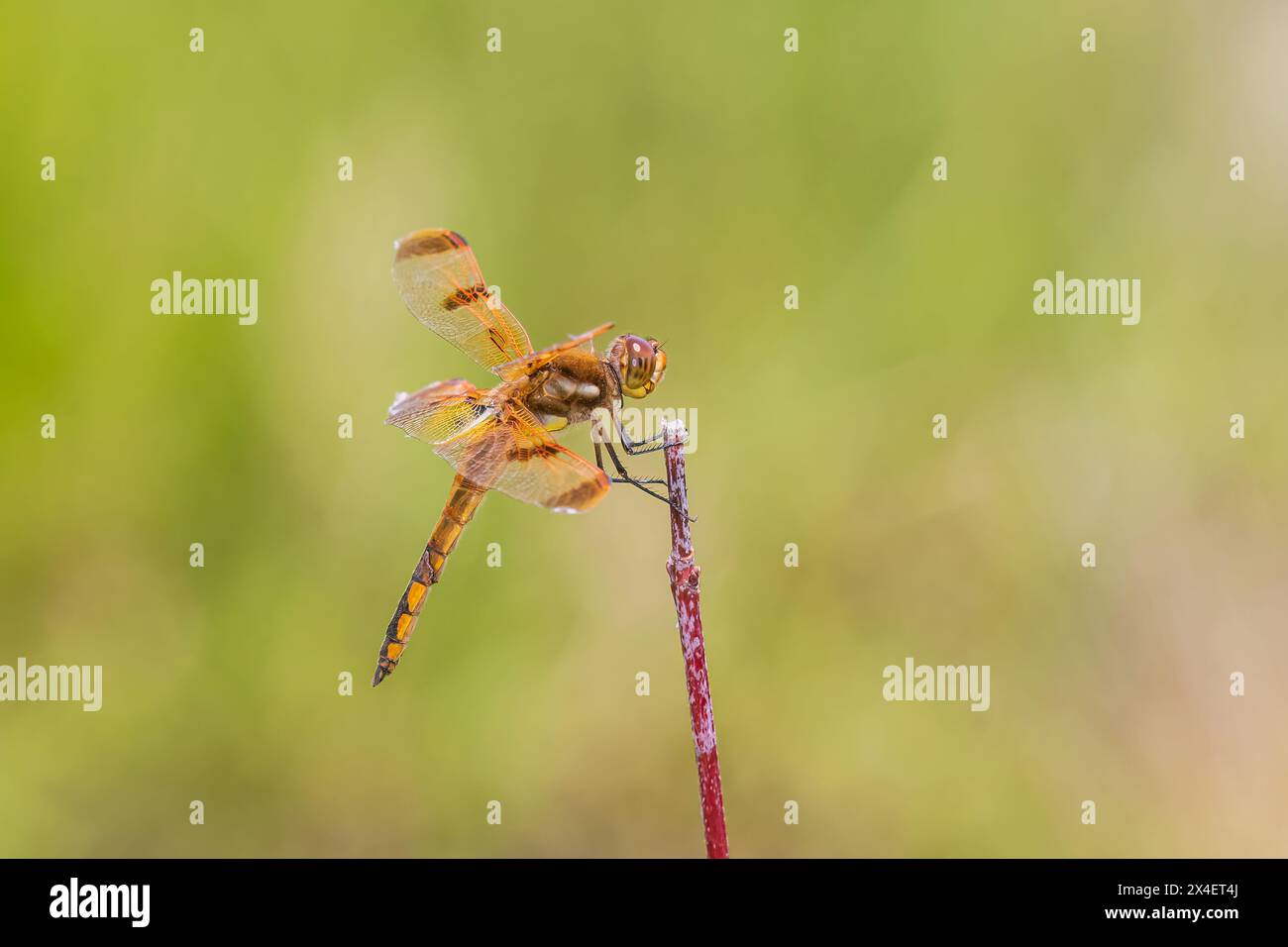 Painted Skimmer, Marion County, Illinois. Foto Stock