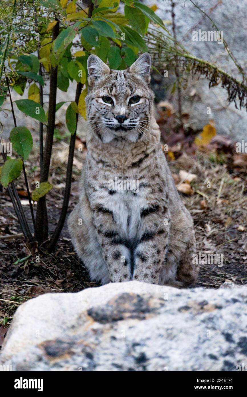 Un gatto di Bob allo zoo di Bear Mountain, New York Foto Stock